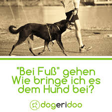 Bei Fuss Sinnvolles Kommando Oder Doch Eher Unnotig Hundchen Training Hunde Erziehen Und Hunde