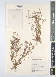 Image result for Murdannia semiteres