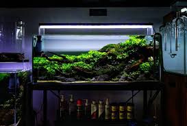 Freshwater Nature Aquarium Aquascape 2 Years Old Low Maintenance Lsr Aquarium Gallery Jl Terusan Kesatrian No 4 Malang Whatsapp
