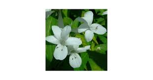Image result for Barleria whytei
