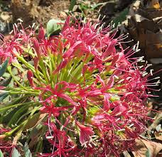 Image result for Boophone