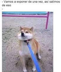 Recuerdos 3 Memes De Perros Chistosos Memes Divertidos Memes Graciosos