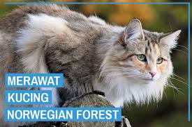15 Cara Merawat Kucing Norwegian Forest Bagi Pemula Kucingklik Com