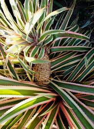 Ivory Pineapple Ananas Comosus Var Comosus Variegatus National Gardening Association Plants Trees To Plant Plant Life