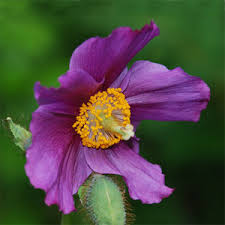 Image result for Bulbostylis hensii