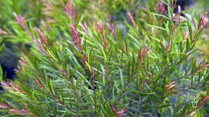 Image result for Entolasia