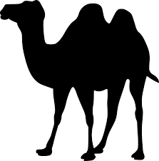 Camels are able to withstand changes in body temperature and water consumption that would kill most other mammals. Animal Camel Mammal Free Vector Graphic On Pixabay