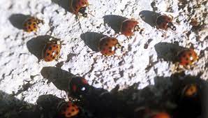 Откуда божьи коровки в анапе. Krasnye Nastupayut Na Plyazhah Anapy Nashestvie Bozhih Korovok Video