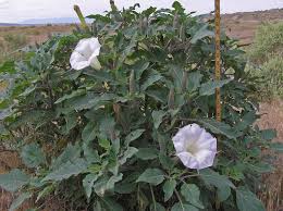 Image result for Datura
