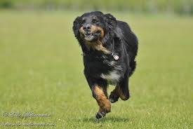 Golden retriever im tierheim suchen ein zuhause. Berner Sennen Golden Retriever Mix
