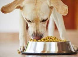Does Your Dog Growl At You Whenever You Approach Him While He S Eating Don T Worry This Is A Common Problem But It S An Issue That Can Be Solved