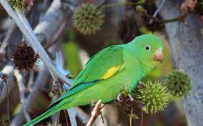 Yellow parakeets are three times bigger than a sparrow. Yellow Chevroned Parakeet Audubon Field Guide