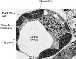 The detail that can be seen, or resolution, is also important. 1 2 Ultrastructure Of Cells Biology4ibdp