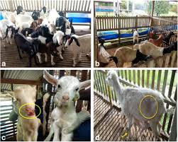 Orf mainly infects young lambs and goats who contract the infection from one another or possibly from persistence of the virus in the pastures or sheds. An Association Of Orf Virus Infection Among Sheep And Goats With Herd Health Programme In Terengganu State Eastern Region Of The Peninsular Malaysia Bmc Veterinary Research Full Text