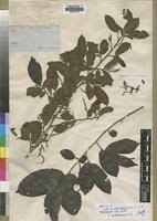 Image result for Antidesma membranaceum