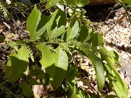 Image result for Opilia amentacea