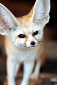 Fennec Fox By Floridapfe Detenyshi Zhivotnyh Zhivotnye Samye Milye Zhivotnye
