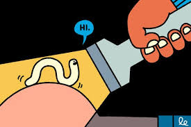 Image result for Pinworm