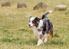 Can Australian Shepherds Live In Apartments Bubbly Pet