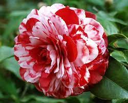 Pin On Camellias