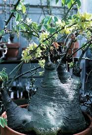 Image result for Adenia stenodactyla