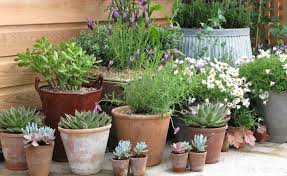 Blumentopfe Aus Terracotta Reinigen Und Pflegen Pflanzen Bepflanzung Kleine Garten