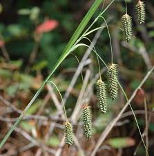 Image result for Carex angolensis