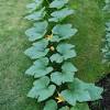 .pumpkins, when to plant pumpkin seeds, how long it takes pumpkins to grow, and when to harvest pumpkins. 1