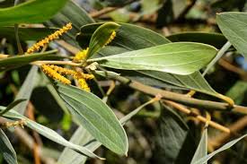 Image result for Acacia hereroensis