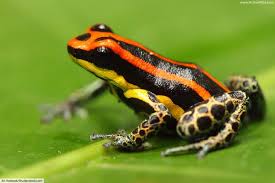 So i made a life cycle of a frog worksheets a few days ago and i have to admit however there are a ton more frog facts for kids about these amphibians that your kids (and you) just need to know (as some are downright odd). Poison Dart Frog Facts For Kids Active Wild