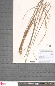 Image result for Anadelphia