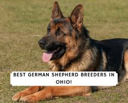 He is six weeks old i'm so allergic to him will not do. 4 Best German Shepherd Breeders In Ohio 2021 We Love Doodles