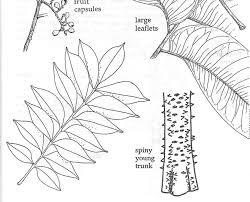 Image result for Zanthoxylum gilletii