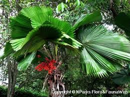 Image result for Licuala grandis