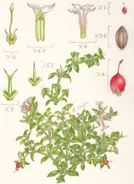 Image result for Carissa tetramera