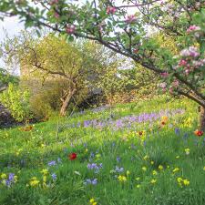Tara king july 8, 2019 3:44 pm. How To Create A Meadow Garden Let Your Lawn Grow Wild Weekend The Times