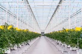 Image result for Grona stolzii