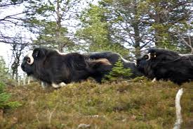 Other names that jacqueline uses includes jacqueline anne moskus, jacqueline a solis and jacqueline a moskus. Den Brysomme Spennende Flokken Uit