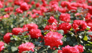 Harga tiket masuk taman bunga nusantara pada bulan mei 2021 ini sebesar rp 40.000 per orang. Harum Dan Indahnya Mawar Di Korea Halaman All Kompasiana Com