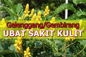 Khasiat lain bawang putih tunggal untuk herbal kuat,pria dewasa beristri. Daun Gelenggang Atau Gembirang Rawatan Sakit Kulit Berkesan