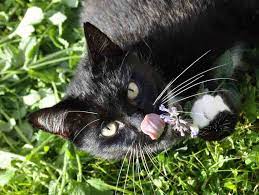 Catnip For Cats Is More Than A Treat Training Stress Buster More Cat Plants Catnip Plant Toxic Plants For Cats