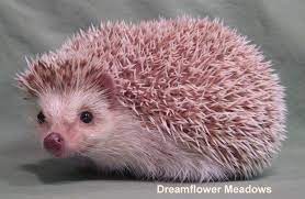 Hedgehog Color Dreamflower Meadows Hedgehog Colors Hedgehog African