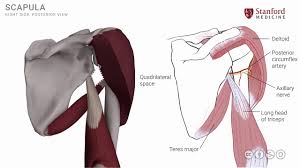 The deeper neck muscles have their root in. Anatomy Of The Upper Limb Shoulder Muscles Posterior View Youtube
