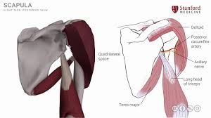 Only two of these do not originate on the scapula, the pectoralis major and the latissumus dorsi. Anatomy Of The Upper Limb Shoulder Muscles Posterior View Youtube