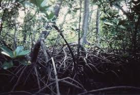 Image result for Rhizophora mucronata