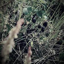 Profile for Dewberry Farm'