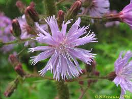 Image result for Ageratinastrum