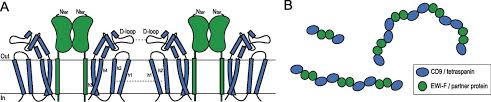 Endothelial cd9 regulates leukocyte adhesion, extravasation, and inflammation. Implications For Tetraspanin Enriched Microdomain Assembly Based On Structures Of Cd9 With Ewi F Life Science Alliance