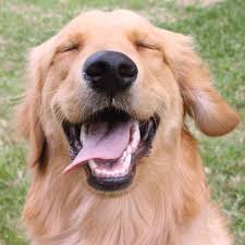 Golden retrievers focused on obedience, therapy, beginning service and companionship. Home Golden Beginnings Golden Retriever Rescue