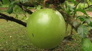 Calabash tree, (crescentia cujete), tree of the family bignoniaceae that grows in parts of africa, central and south america, the west indies, and extreme southern florida. 10 Interesting Facts About The Calabash Tree Crescentia Cujete Calabash Tree 10 Interesting Facts Calabash